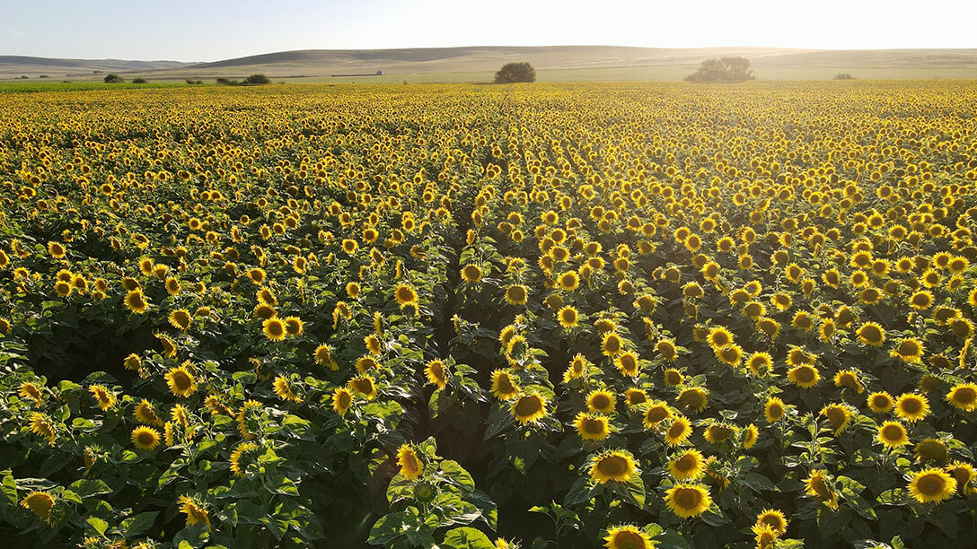 Agricultura